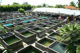 Guide to start fish farming in Florida