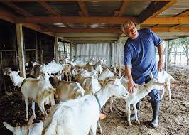 How to start goat farming in Texas