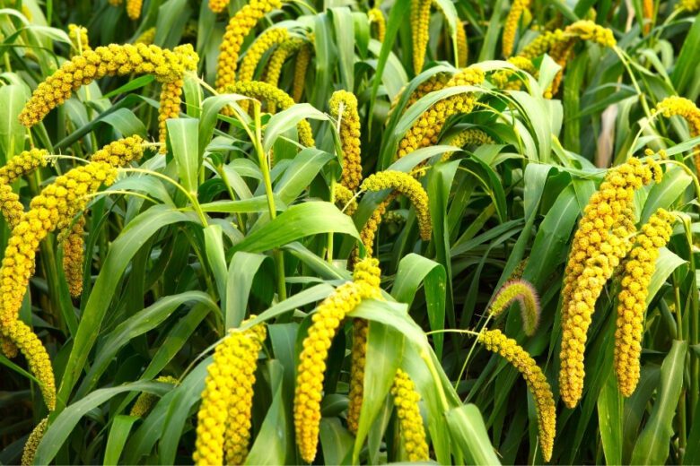 how to grow millet at home