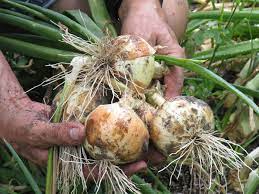 Guide on how to grow onions in Florida