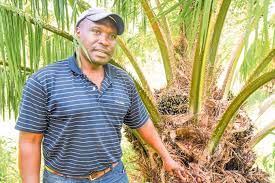 How to grow palm in western Kenya