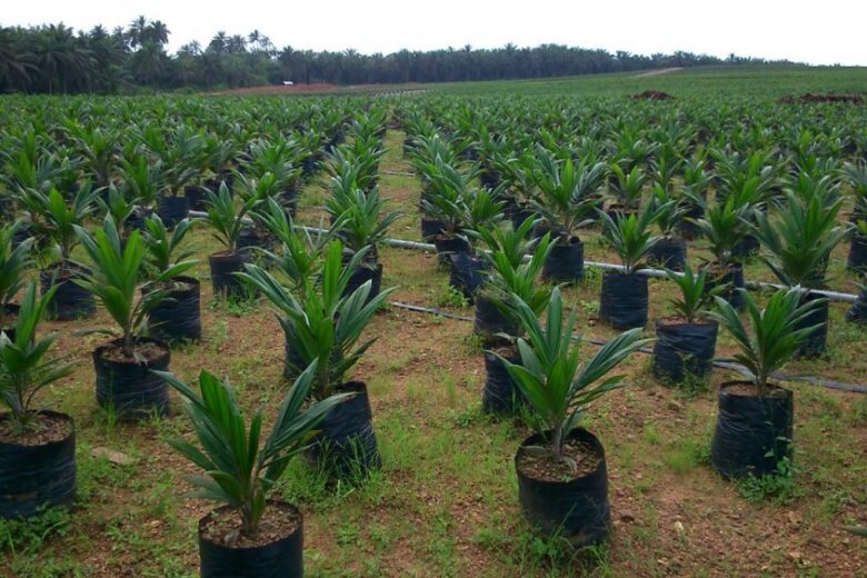 how to grow palm tree in Nigeria