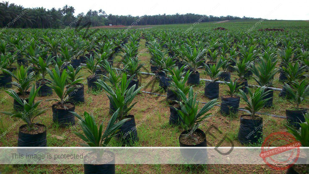 how-to-start-oil-palm-tree-farming-business-in-nigeria-agrolearner