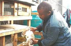 Guide To Start Rabbit farming in Nigeria