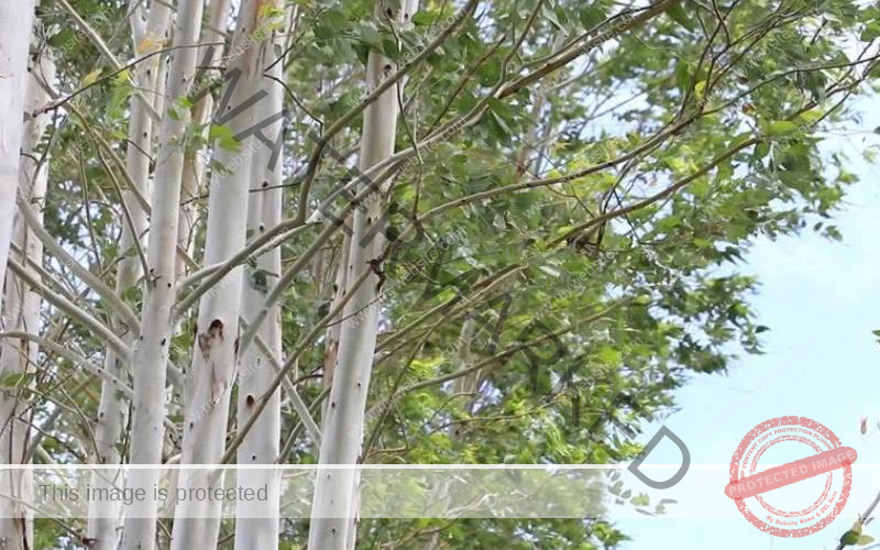 [Beginners Guide] How to Grow Eucalyptus