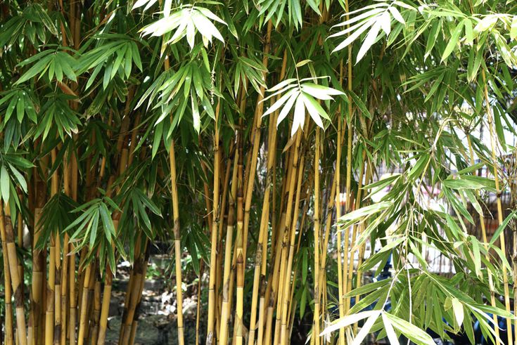 How to Grow Bamboo in Texas