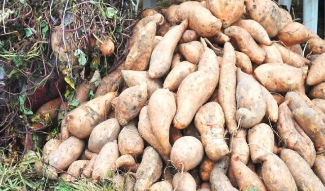 Practical guide on how to Grow Irish Potatoes In Uganda