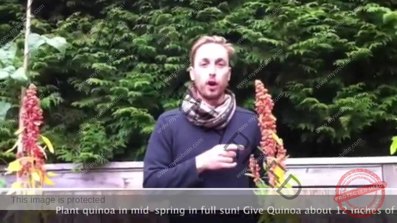 How to Grow Quinoa [Practical Guide]