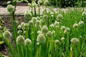 How to Grow Welsh Onions