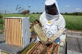 Guide on how to Start Bee Farming in Florida