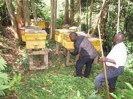How to Start Bee Farming in Kenya