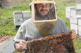 Guide on how to Start Bee Farming in Texas