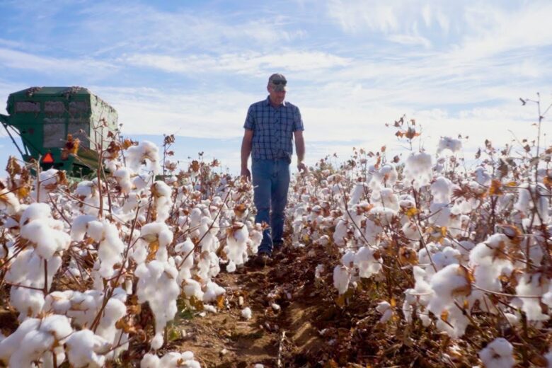 Guide on how to grow Cotton in Texas