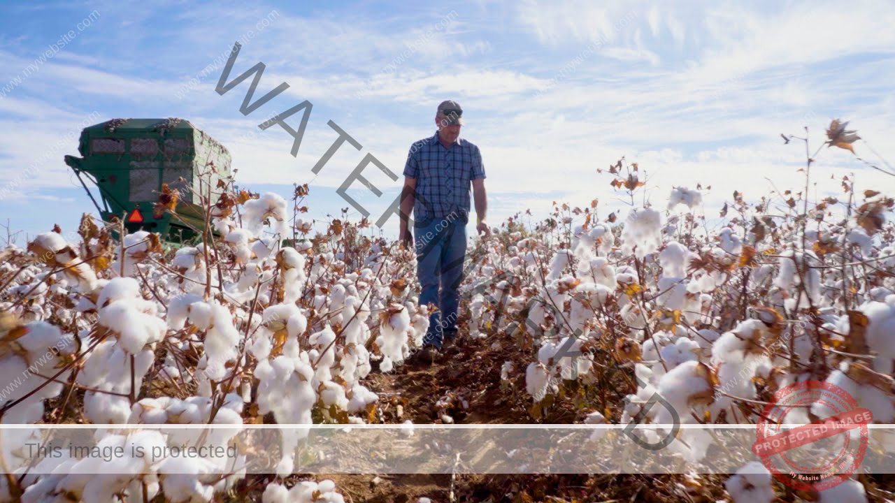 How to Grow Cotton In Texas [Practical Guides]
