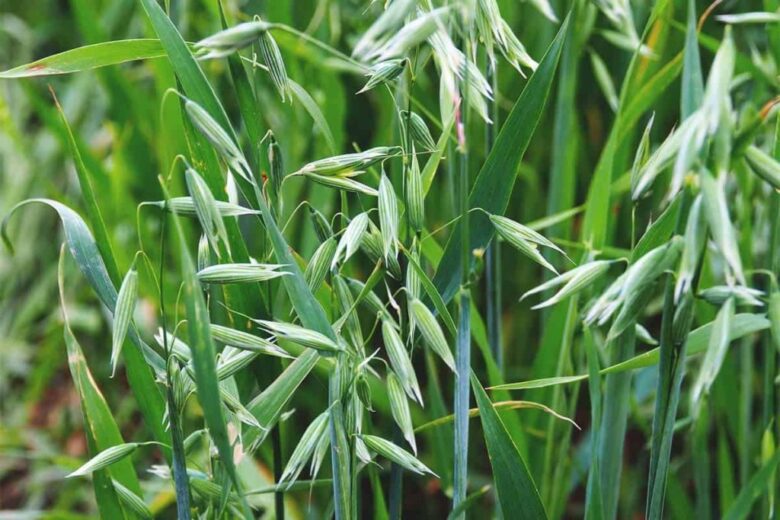 Guide on how to grow oats in UK