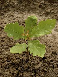 Guide on how to Grow Oak Sapling