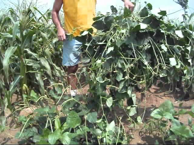 best beans fertilizer in Kenya