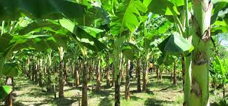best fertilizer for plantain in Nigeria