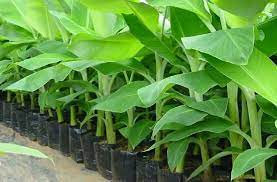 best fertilizer for plantain