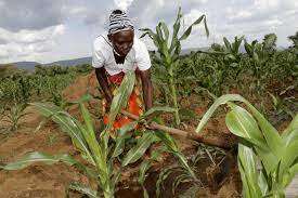 Best Herbicides for Maize Farm in Uganda