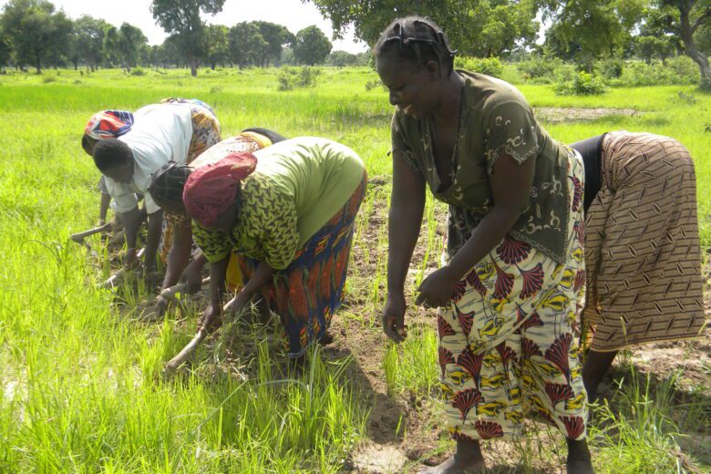 Best Herbicides for Rice Farms in Ghana