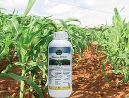 Best Herbicides for maize Farms in Nigeria