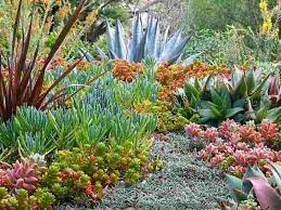 Best Low-Maintenance Garden Plants in South Africa