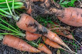 Common Diseases of Carrots and Treatment