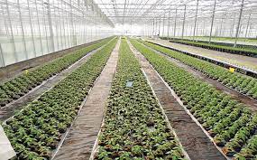 Greenhouse Cultivation of Plants in South Africa