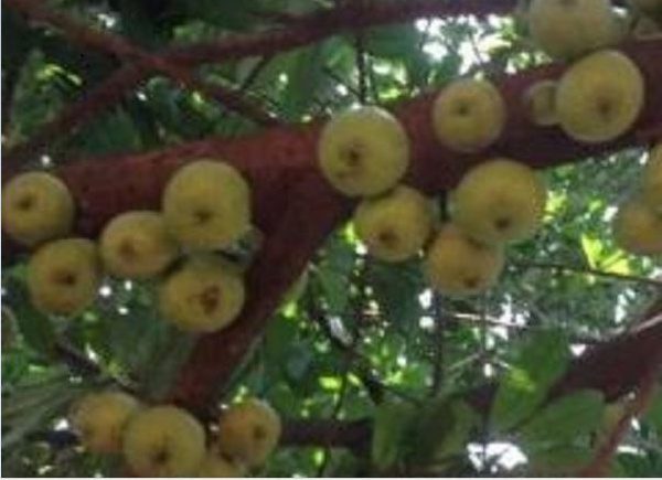 How To Grow Apple in Ghana