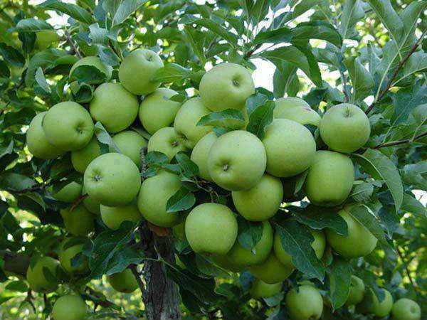 How To Grow Apple in Nigeria