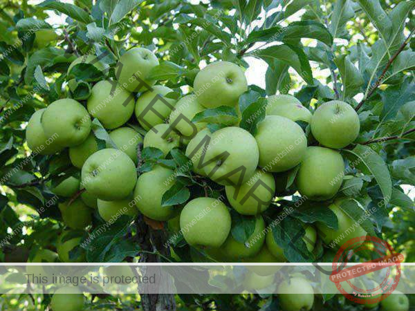  Beginners Guide How To Grow Apple In Nigeria Agrolearner