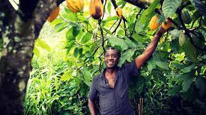 How To Grow Cocoa In Ghana
