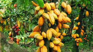 How To Grow Cocoa In Uganda