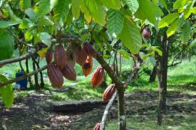 How To Grow Cocoa In Zambia