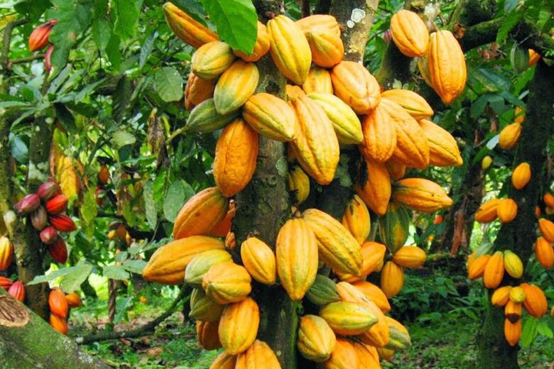 How To Grow Cocoa In Zimbabwe