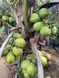 How To Grow Coconut in Zimbabwe
