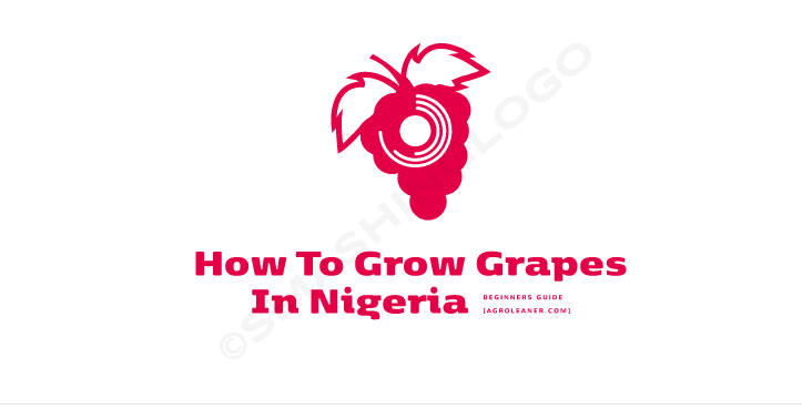 How To Grow Grapes in Nigeria