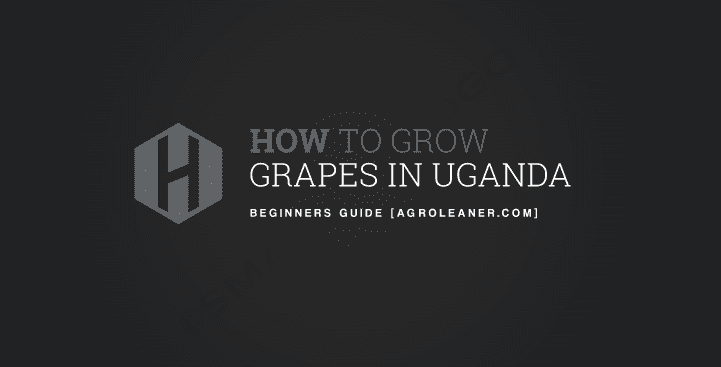 How To Grow Grapes in Uganda
