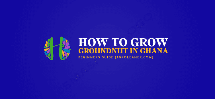 How To Grow Groundnut in Ghana
