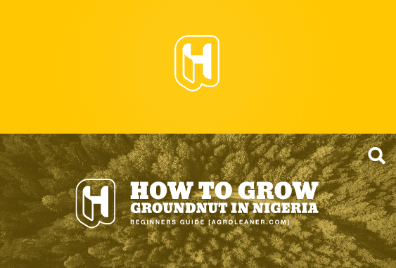 How To Grow Groundnut in Nigeria
