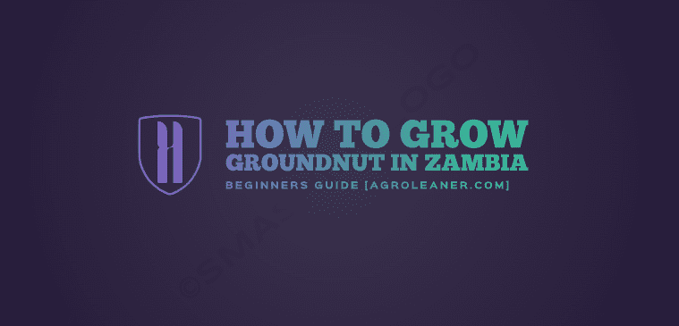 How To Grow Groundnut in Zambia