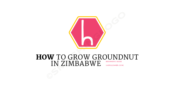 How To Grow Groundnut in Zimbabwe