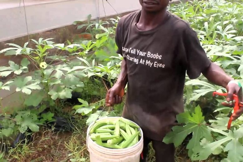 How To Grow Okra in Nigeria