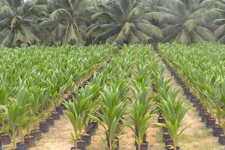 How To Plant Coconut In Nigeria