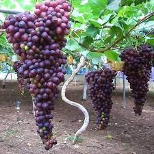 How to Grow Grapes in Kenya