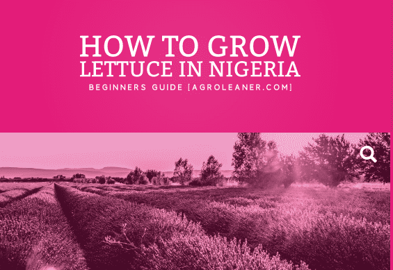 How to Grow Lettuce in Nigeria