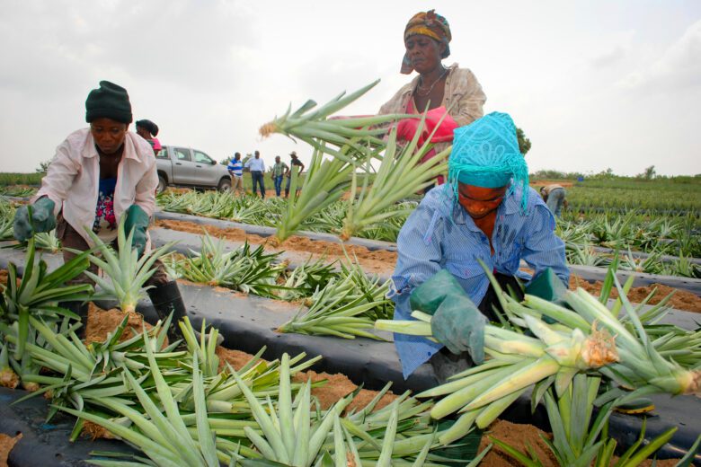 How to Grow Pineapple in Ghana