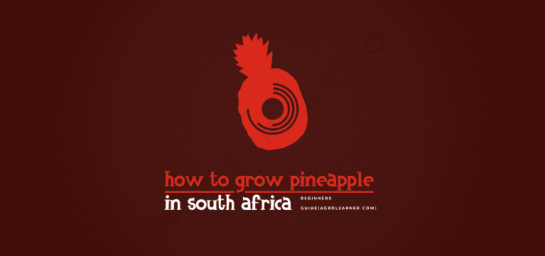 How to Grow Pineapple in South Africa