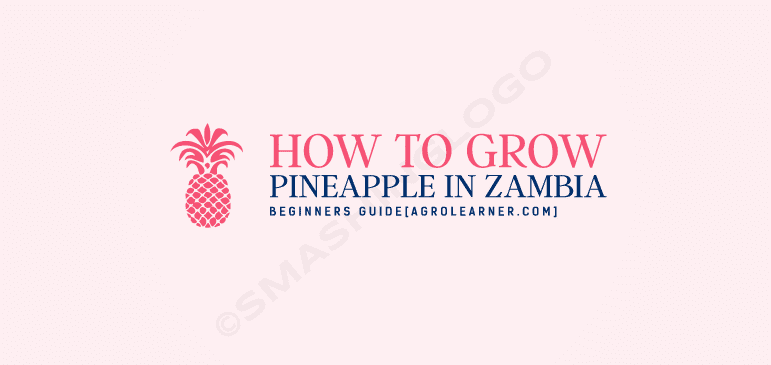 How to Grow Pineapple in Zambia